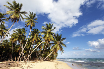 caribbean beach with palm trees