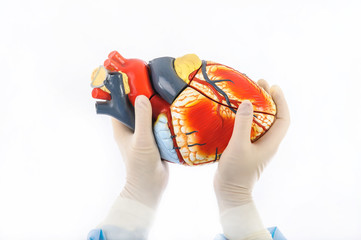 model of human heart