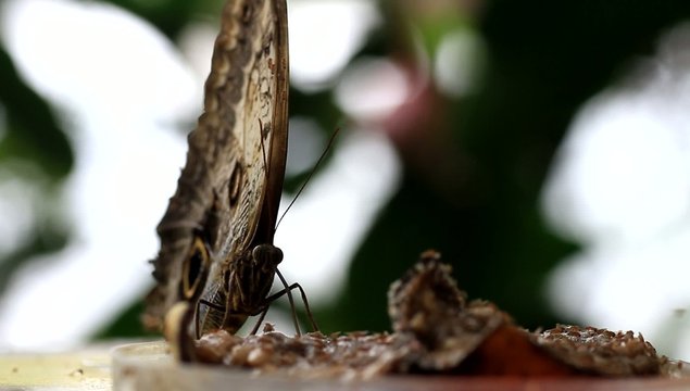 Tropical butterfly morpho sucking nectar from a rotten fruit