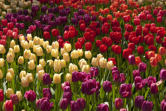 Field of beautiful Tulips