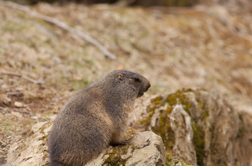 Marmot