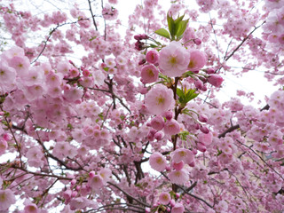 sakura blossom