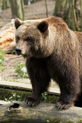 Fototapeta premium Braun Bär