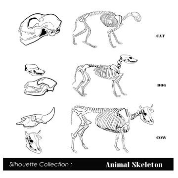 Vector illustration .Animal skeleton