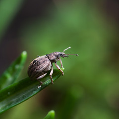 Beetle weevil. Curculionidae © Kozachenko Oleksandr