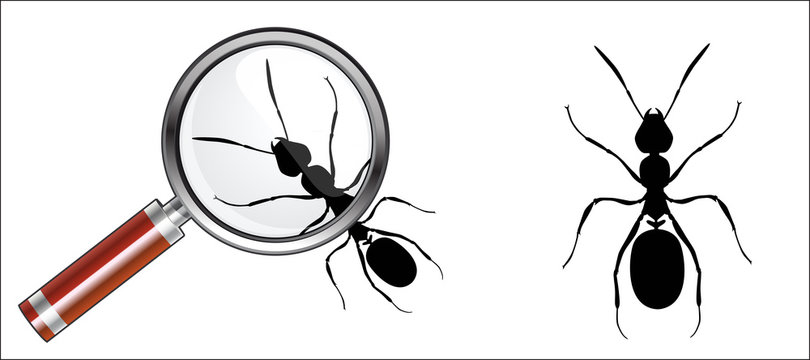 fourmis, fourmis &agrave; la loupe, icones