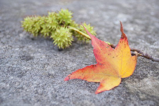 Liquidambar