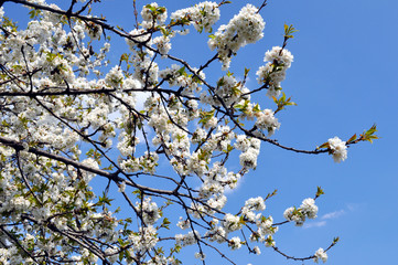 Cherry tree