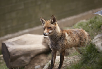 Naklejka na ściany i meble Beautiful fox