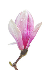 Obraz premium Magnolia flower in spring