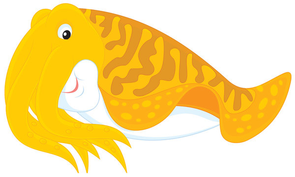 recommend clip art: Cuttlefish