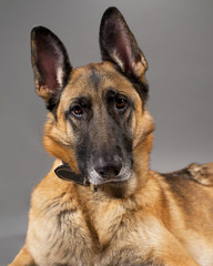 Female German Shepherd Dog