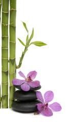 Fototapeta na wymiar bambusowy gaj i oddział orchidea na pebble