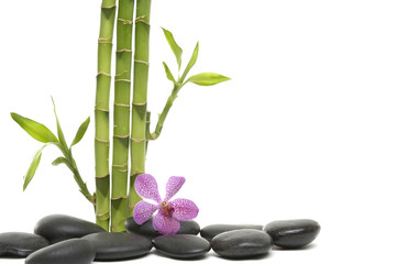 Fototapeta na wymiar bambusowy gaj i oddział orchidea na pebble