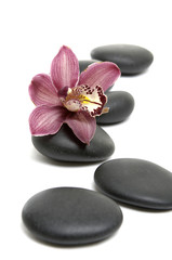macro of orchid and on black stones