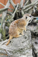 Erdmännchen