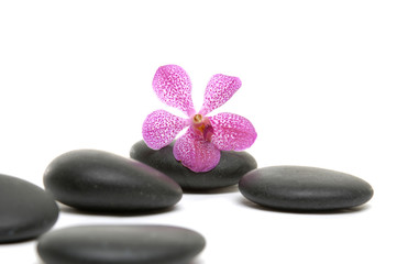 Naklejka na ściany i meble macro of orchid and on black stones