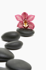 Fototapeta na wymiar Spa concept. -Stones and pink orchid