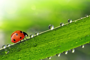 fresh morning dew and ladybird © vencav