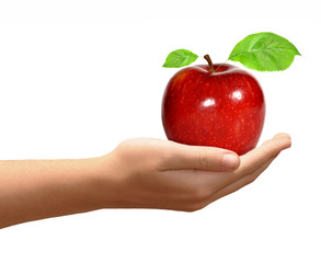 red apple in hands  isolated on white