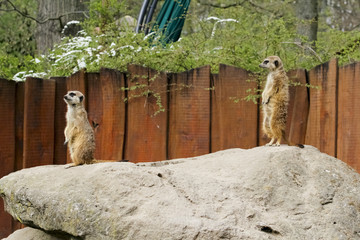 Erdmännchen
