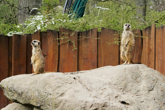 Erdm&auml;nnchen
