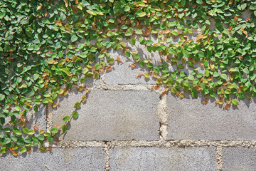 Brick wall, tree climbers.