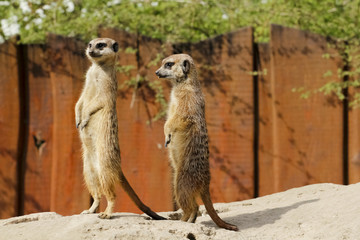 Erdmännchen