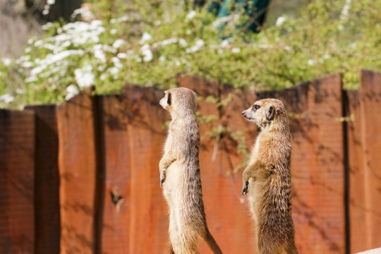 Erdm&auml;nnchen