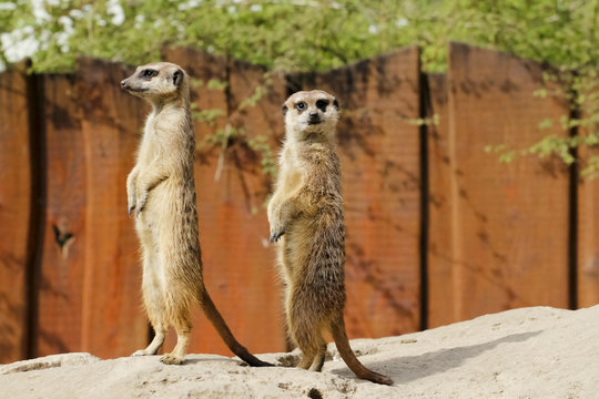 Erdm&auml;nnchen