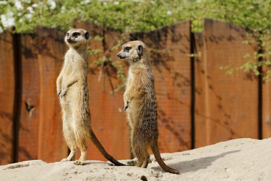 Erdm&auml;nnchen