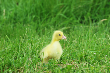 duckling on green grass