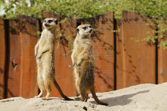Erdm&auml;nnchen