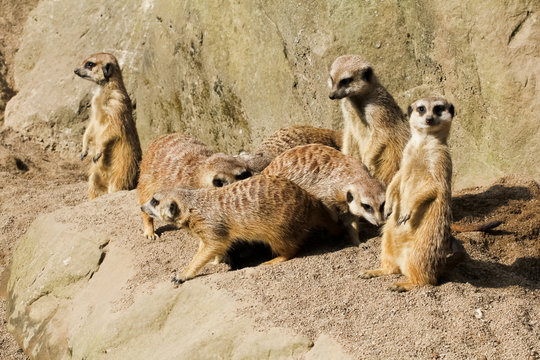 Erdm&auml;nnchen