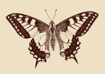 butterfly Swallowtail (Papilio machaon)