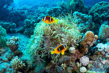 Fototapeta na wymiar Clownfishes w Morzu Czerwonym, Egipt.