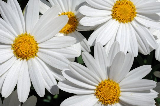 White Chrysanthemum Marguerite © Arena Photo UK