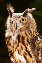 Portrait of Eurasian eagle owl