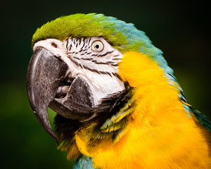 Portrait of blue and gold macaw
