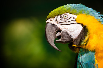 Portrait of blue and gold macaw