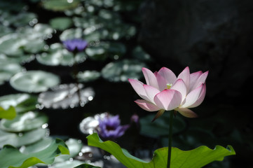 Obraz premium Lotus in Pond