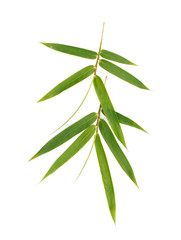 Fototapeta premium Bamboo leaves isolated on white background