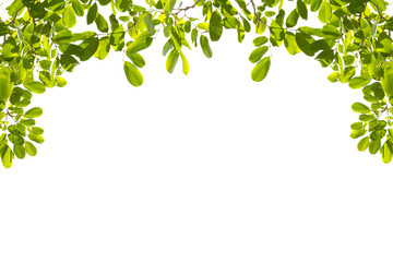 Obraz premium Green leaves on white background