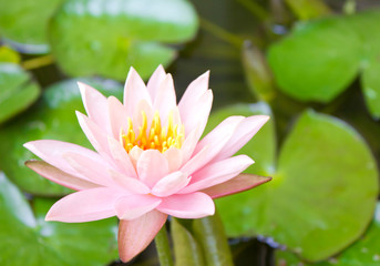 Fototapeta premium lotus in the pond