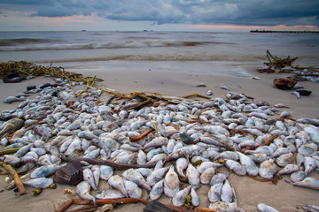Obraz premium A lot of dead fish on the beach
