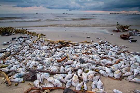 A lot of dead fish on the beach