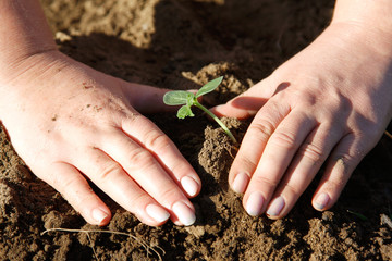 Garden work, planting hands - close-up image