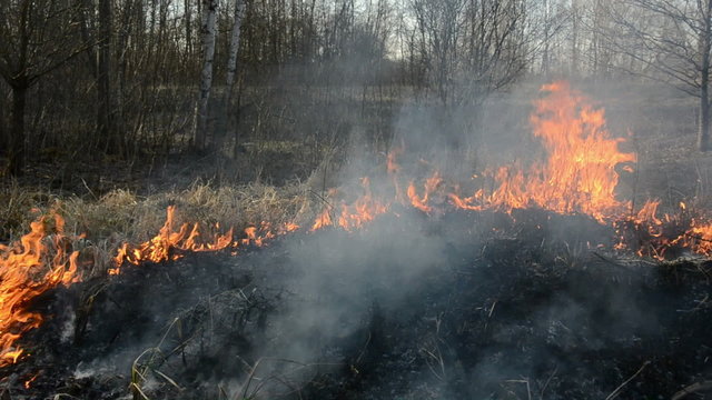 dry spring grass danger burning near forest