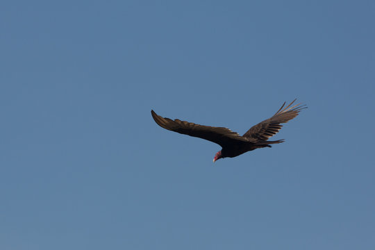 Rapace &agrave; t&ecirc;te rouge, urubu &agrave; t&ecirc;te rouge