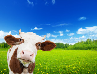 Krowa i pole świeżej trawy - obrazy, fototapety, plakaty